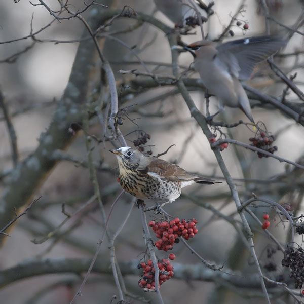 Räkättirastas, Fieldfare, Turdus pilaris